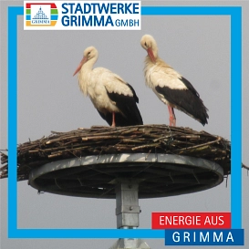 Das Storchenpaar genießt seine Zweisamkeit und putzt das Gefieder.&nbsp;&copy;&nbsp;Annett Riedel - Kita Parthenzwerge