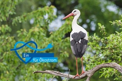 Ein Storch sitzt auf einem Ast im Grünen. Daneben ist der Slogan "Ein Herz für Ökostrom" mit einem blauen Stromkabel zu sehen.