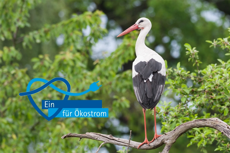 Störche in Großbardau Ein Storch sitzt auf einem Ast im Grünen. Daneben ist der Slogan "Ein Herz für Ökostrom" mit einem blauen Stromkabel zu sehen. © Stadtwerke Grimma GmbH