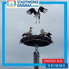 Ein Storchenpaar sitzt in ihrem Nest, aus der Luft kommt ein dritter Storch angeflogen der um das Nest konkurriert.&nbsp;&copy;&nbsp;Annett Riedel - Kita Parthenzwerge